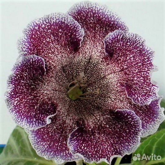 Глоксиния Черри Близард