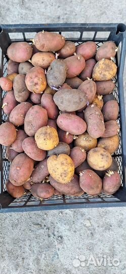 Семенной картофель