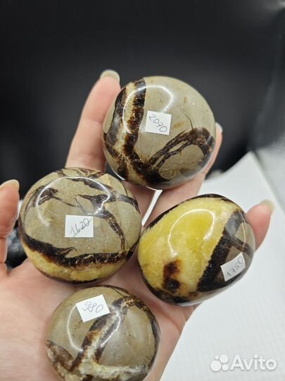 Септария галтовка крупная