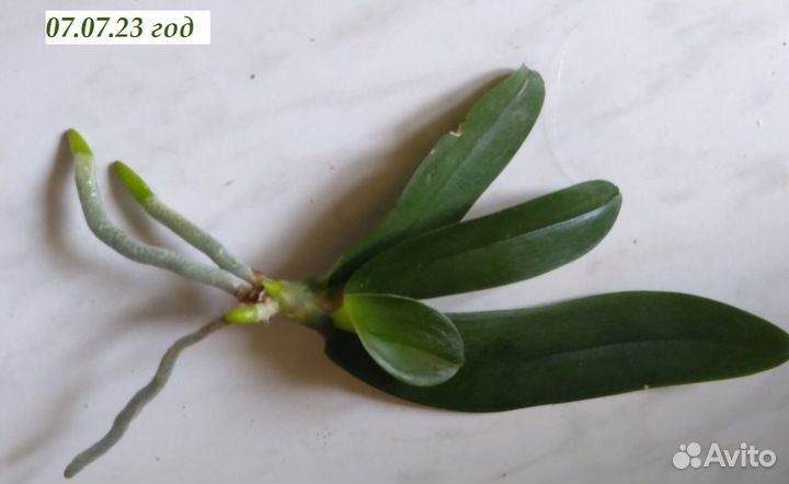 Орхидея фаленопсис бабочка