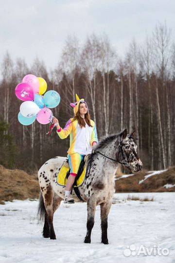 Катание на лошадях, пони на праздник