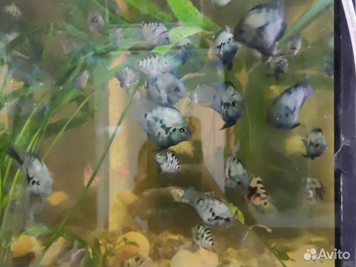 Аквариумные рыбки