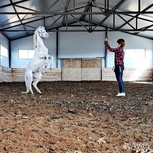 Уэльская кобыла/обмен с доплатой