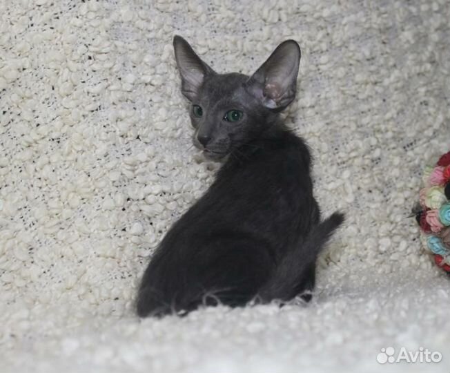 Ориентальный котик -голубого окраса