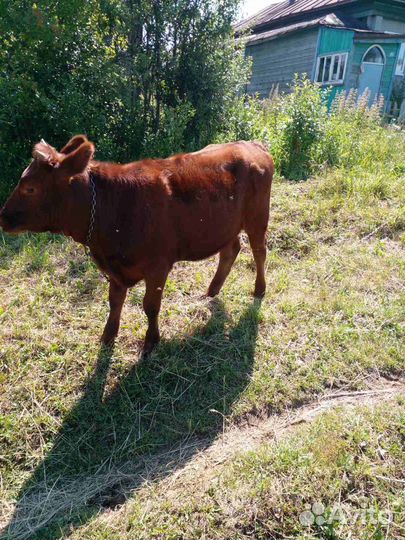 Корова телка