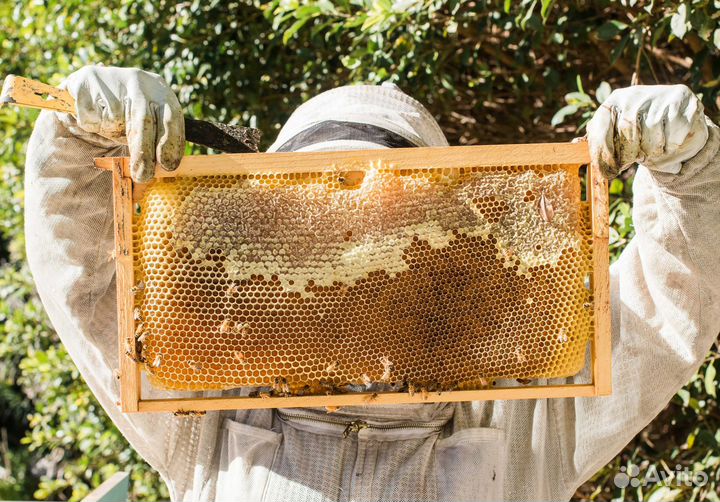 2024 Мед натуральный алтайский опт