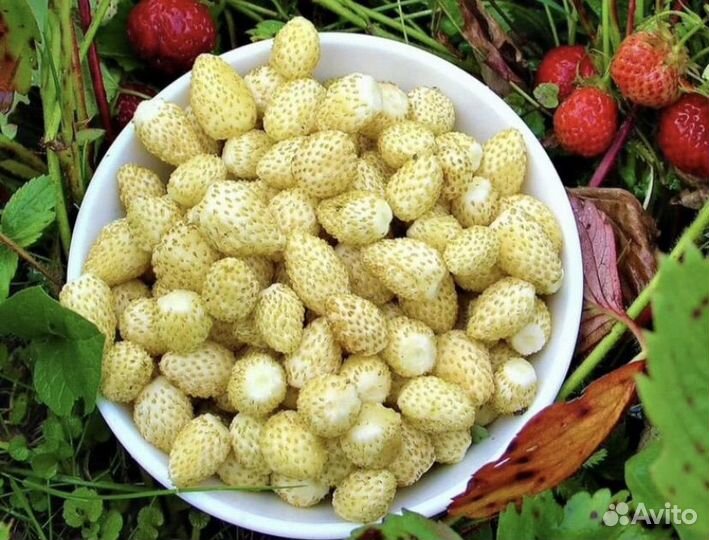 Рассада земляники