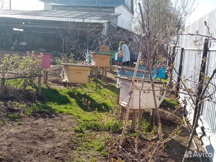 Ульи с пчелами