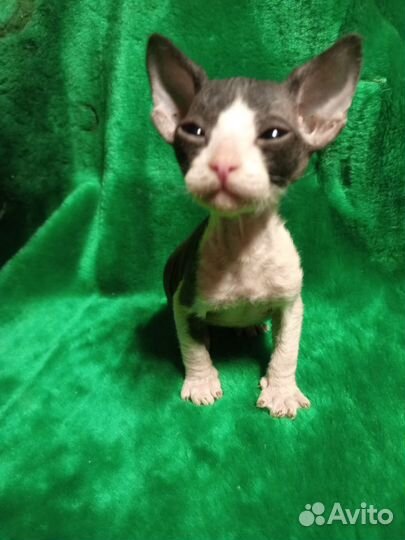 Донской сфинкс котята