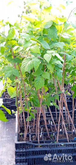 Саженцы крупноплодная малина, крыжовник