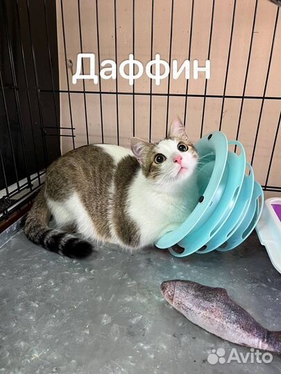 Кот Даффин и кот Мяффин ищут семью