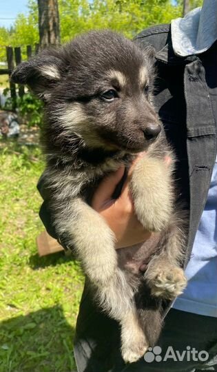 Собака в добрые руки отдам бесплатно