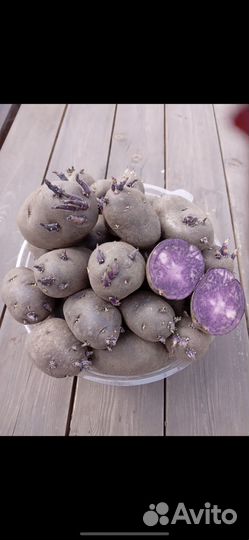 Семенной картофель