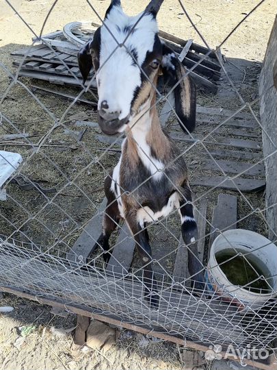 Продаю коз