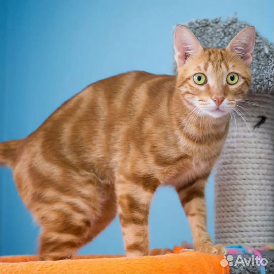 Рыжий мраморный кот в добрые руки