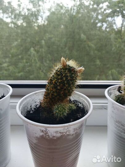 Кактусы и суккуленты