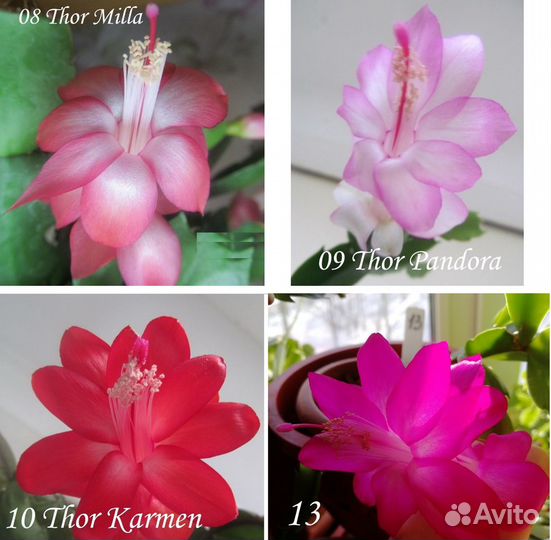 Декабрист (шлюмбергера или рождественский кактус)