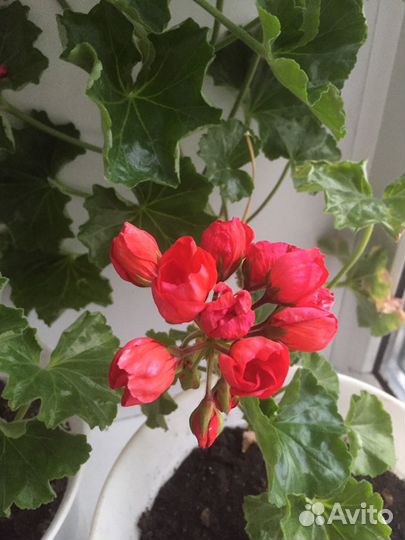 Тюльпановидная герань