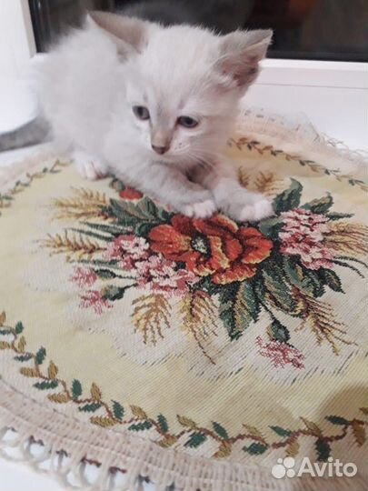 Котята отдам бесплатно