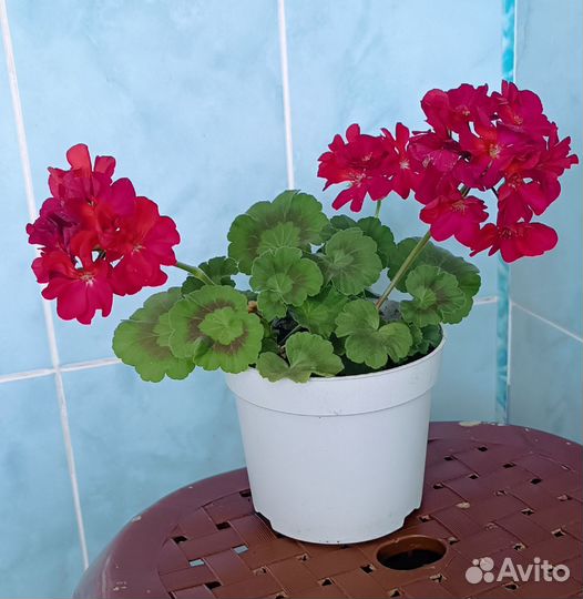 Пеларгония герань