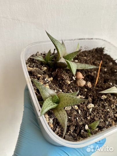 Микс суккулентов