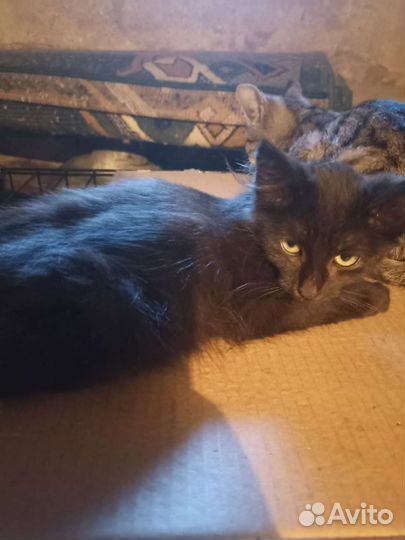 Котята ищут дом