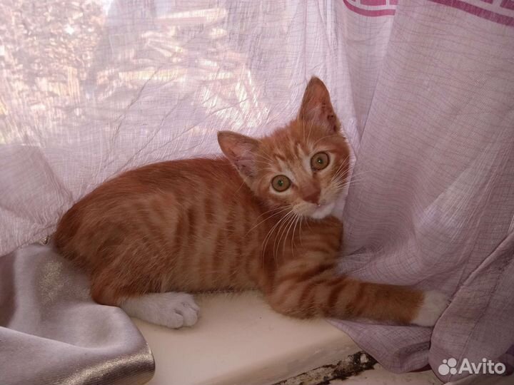 Котёнок в добрые руки