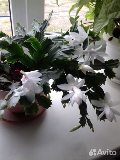 Декабрист белый и малиновый