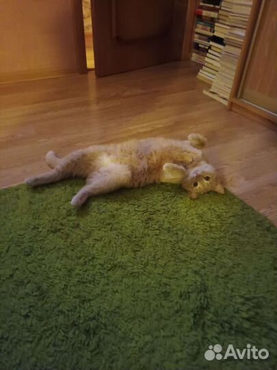 Передержка/ зооняня/гостиница для животных