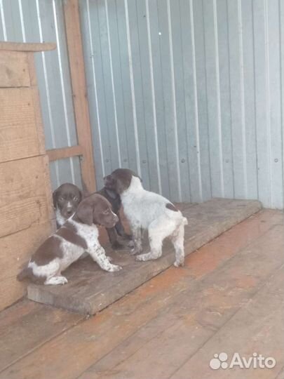 Щенки курцхаара