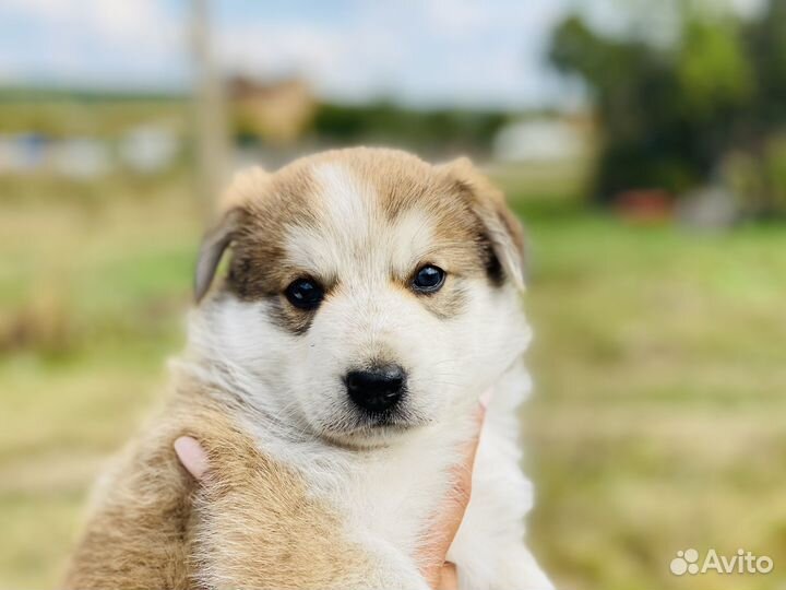 Щенок Ричи в добрые ручки