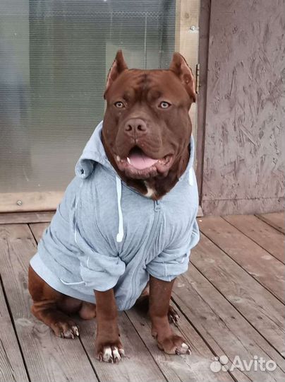 Питбуль вязка