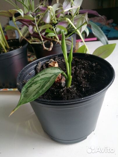 Комнатные растения