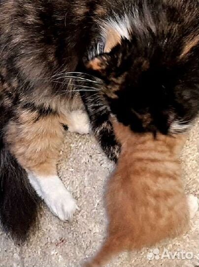 Котята