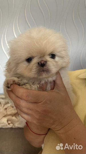 Щенки Пекинеса