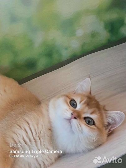 Золотой плюшевый котик