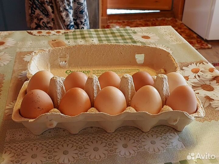 Домашние куриные яйца