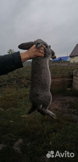 Кролики великаны