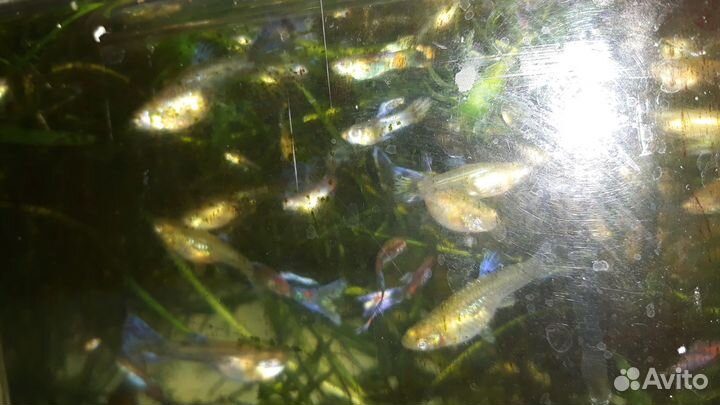 Рыбки гуппи