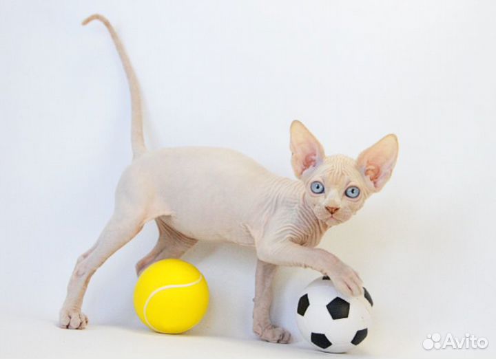 Великий комбинатор - Бендер