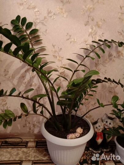 Замиокулькас