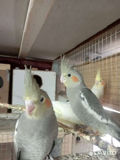 Попугай корелла