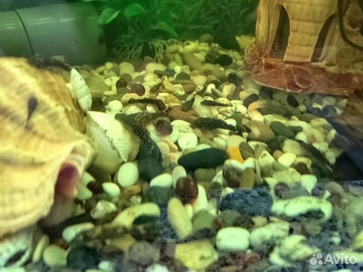 Сомики анцитрусы