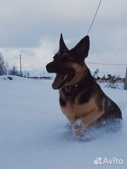 Собака в добрые руки немецкая овчарка