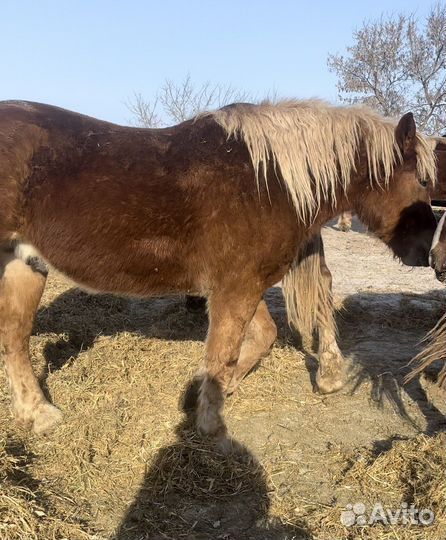 Жеребцы советский тяжеловоз