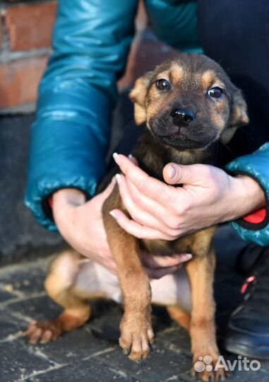 Щенок в добрые руки