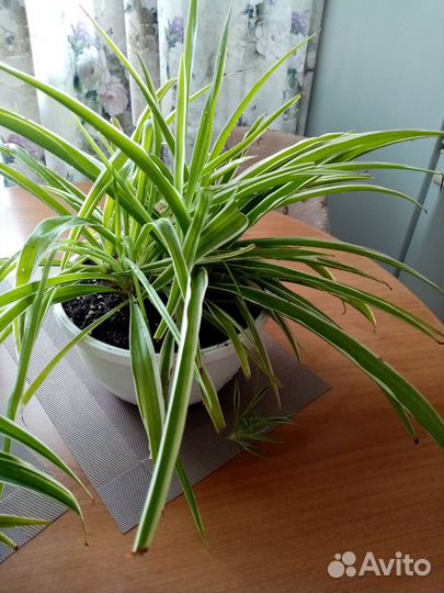 Хлорофитум океан