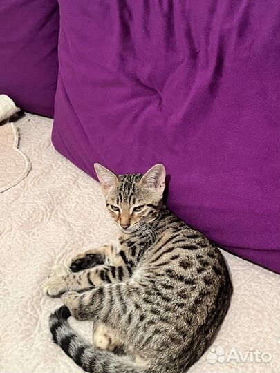 Бенгальская кошка