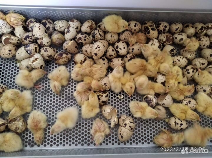 Перепел птица