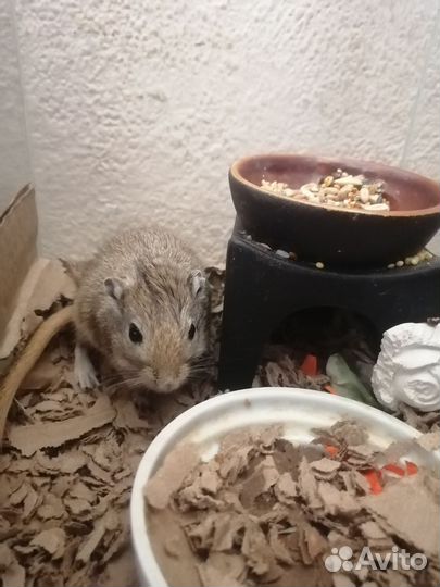 Мышь песчанка мальчик и девочка отдаю вместе